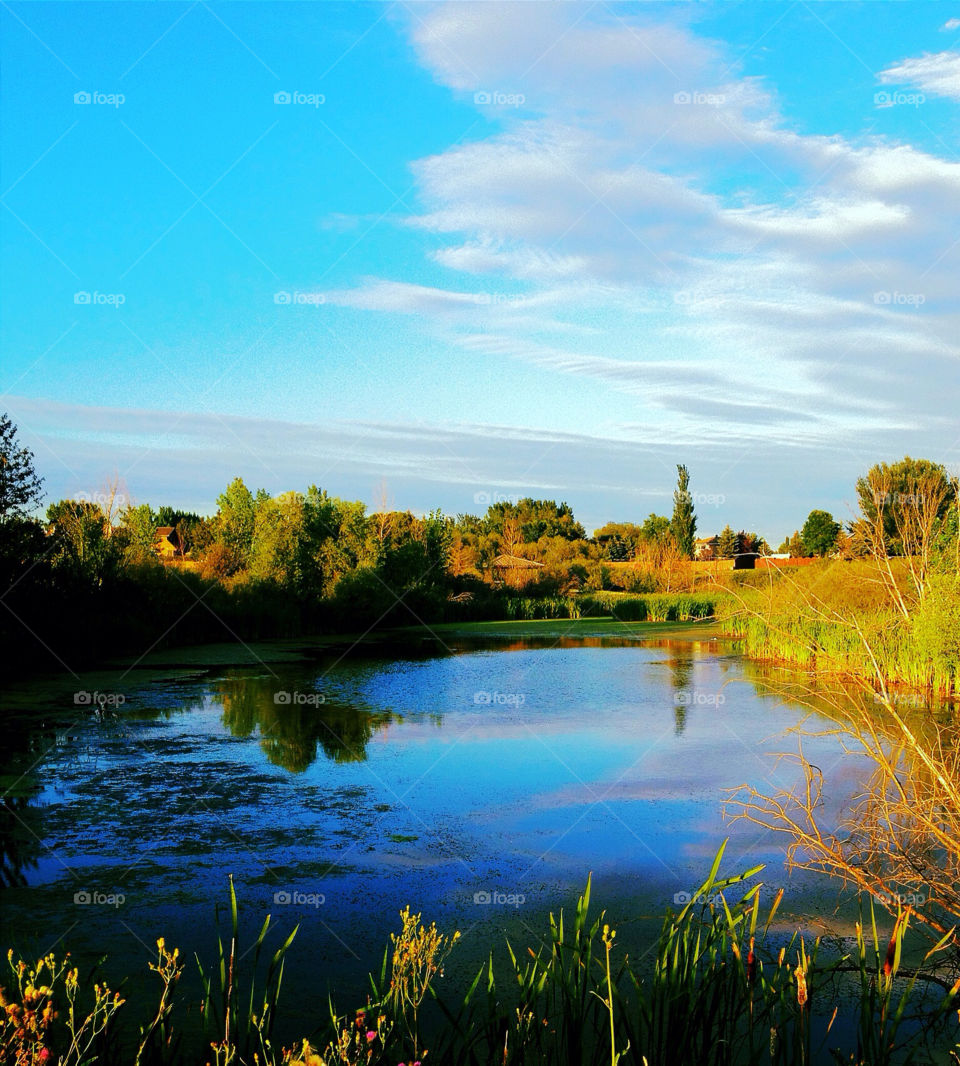 sky blue grass tree by stykellee
