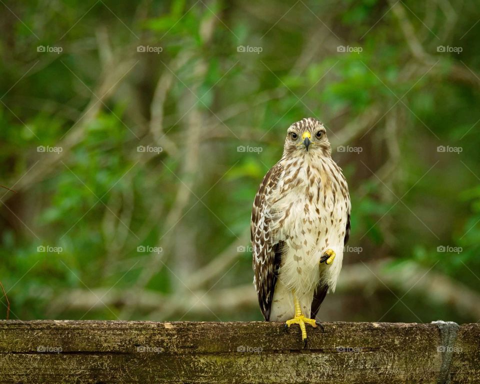 beautiful hawk on a piece of wood in the forest looking at the camera with blurred trees in the background