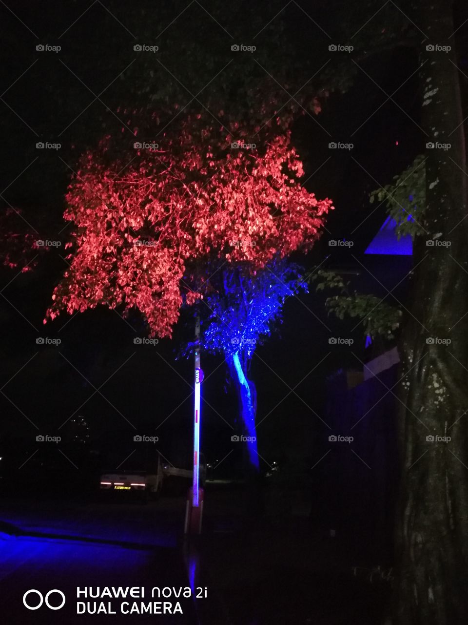 tree in the night