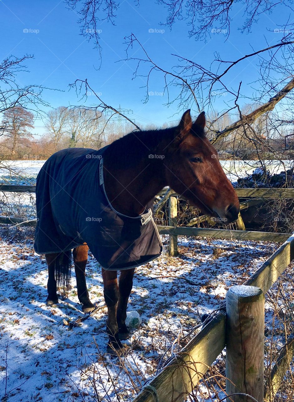 Horse.Winter.Farm