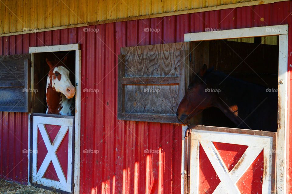 2 Horses in Barn