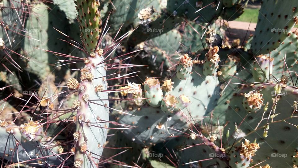 Cactus, Succulent, Desert, Sharp, Prickly