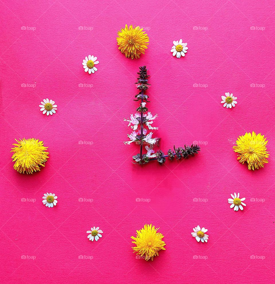 Spring has sprung. The background is pink.  Clock made of yellow dandelion flowers and white chamomiles.  Clock hands from two branches of basil inflorescences