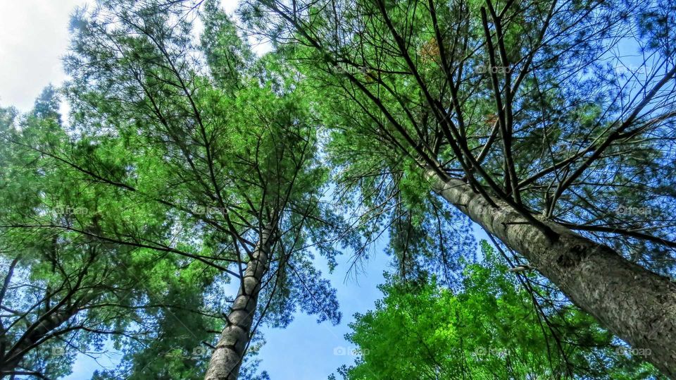 Beauty of trees and sky