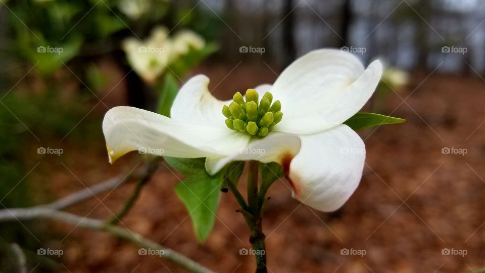 dogwood blooming by the lake.