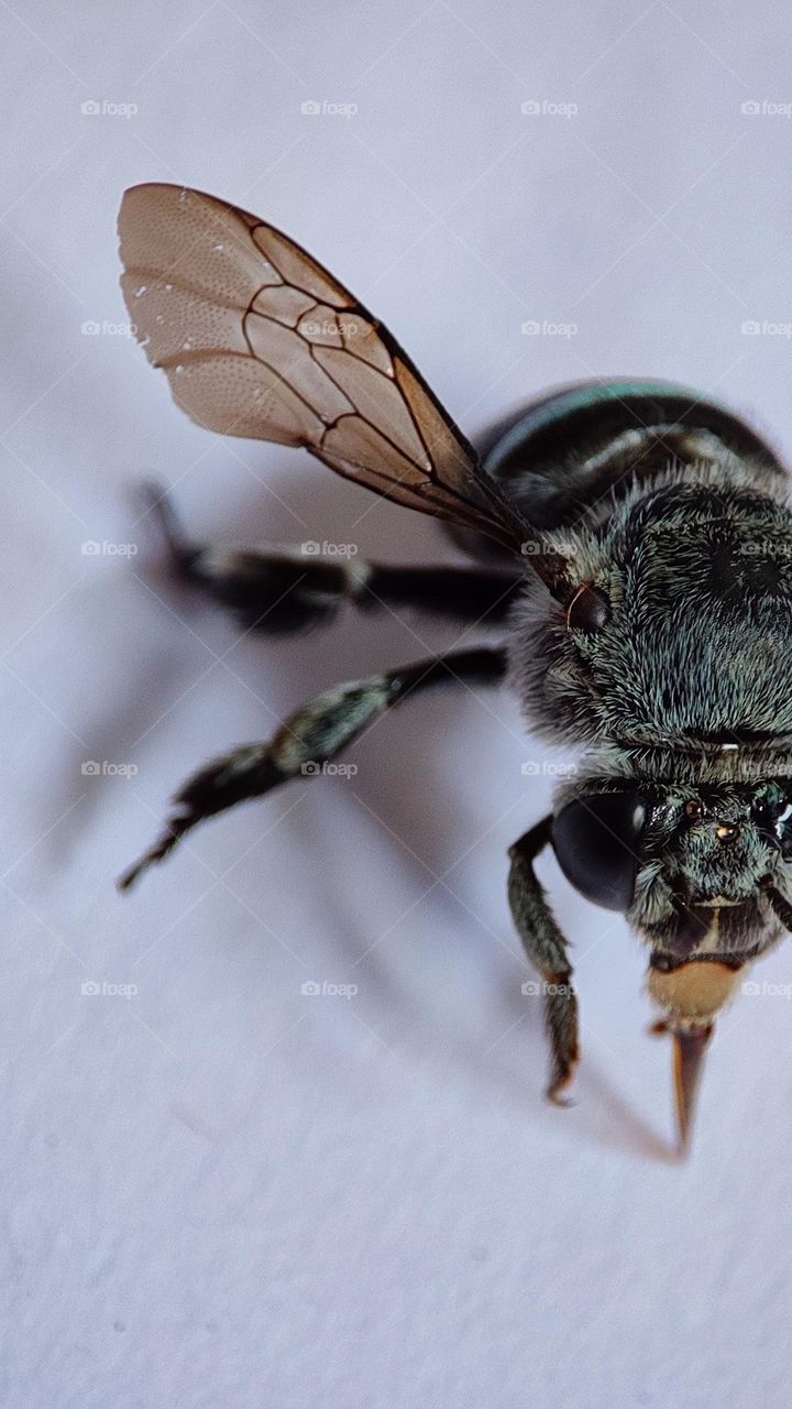 Beautiful blue bee