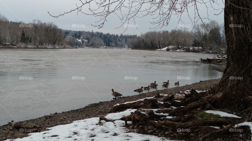 Winter, Snow, Water, Cold, Tree