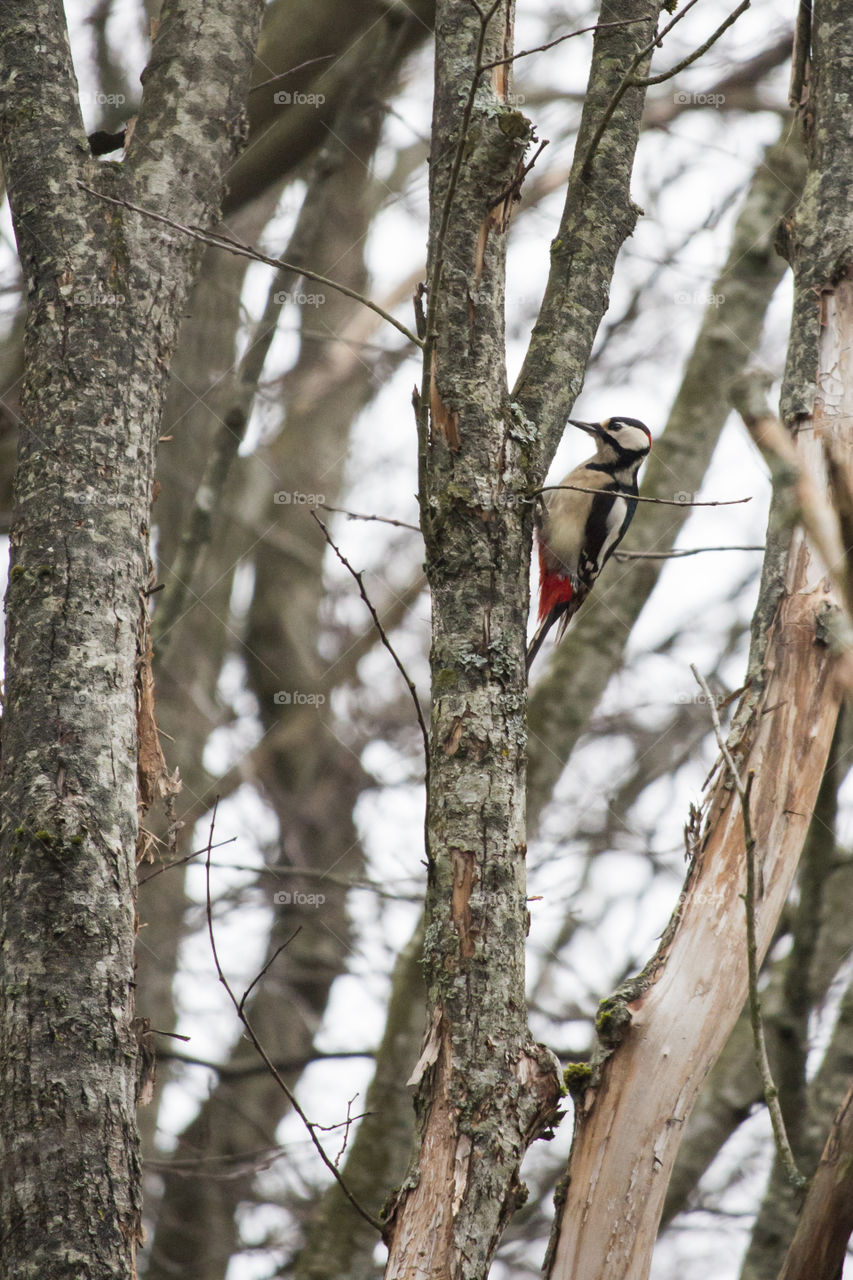 Woodpecker in the forest 
Hackspett 