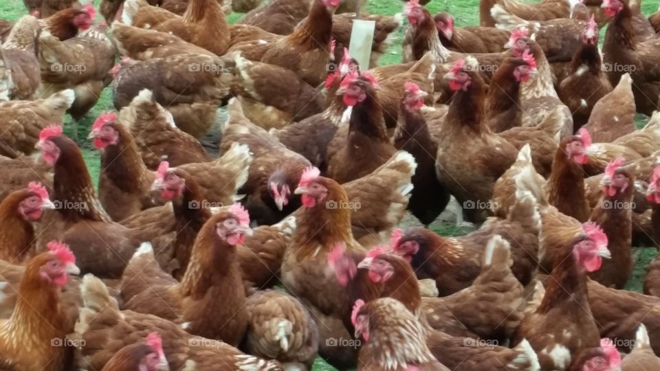 Free Range Chicken. Birds