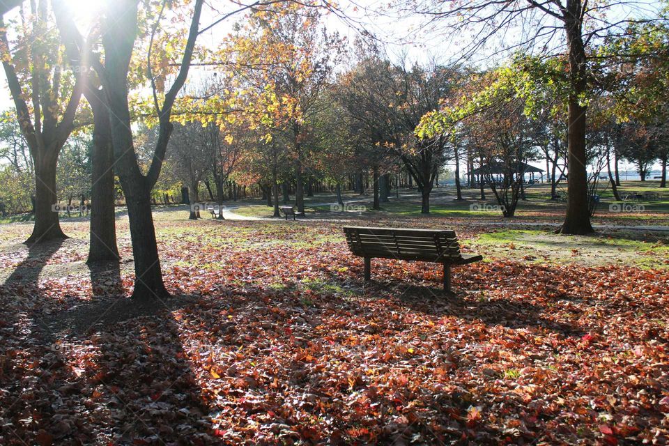 Fall, Leaf, Tree, Park, Maple