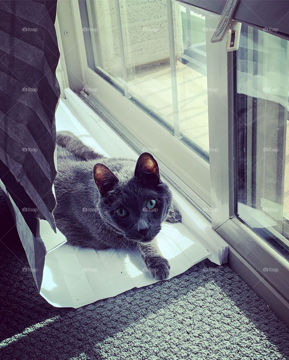 Cat misbehaving blinds home window carpet door fur eyes pet 