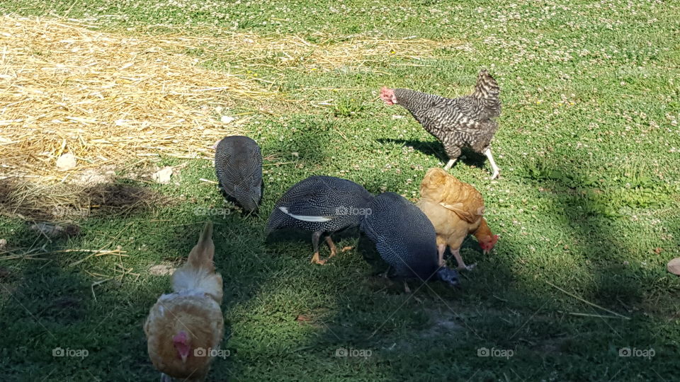 chickens and guineas free ranging