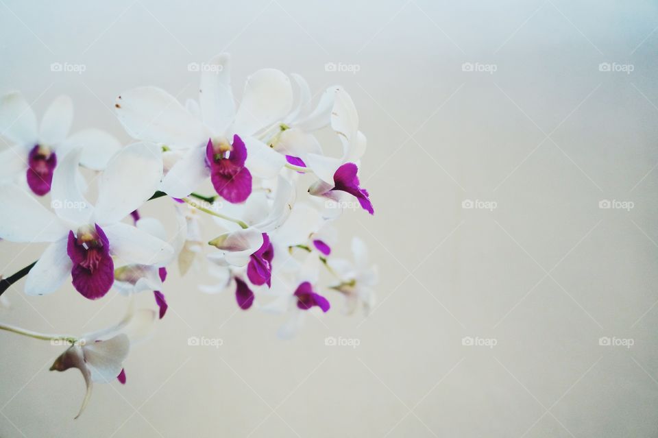 Orchids 