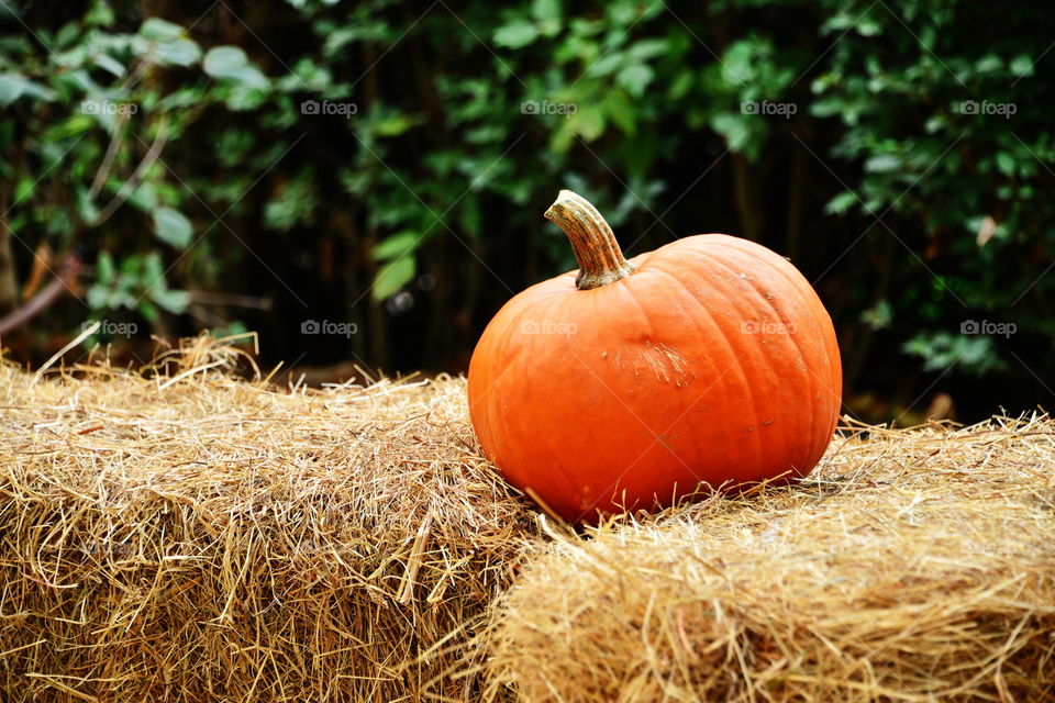 Close-up of a pumpkin on straw