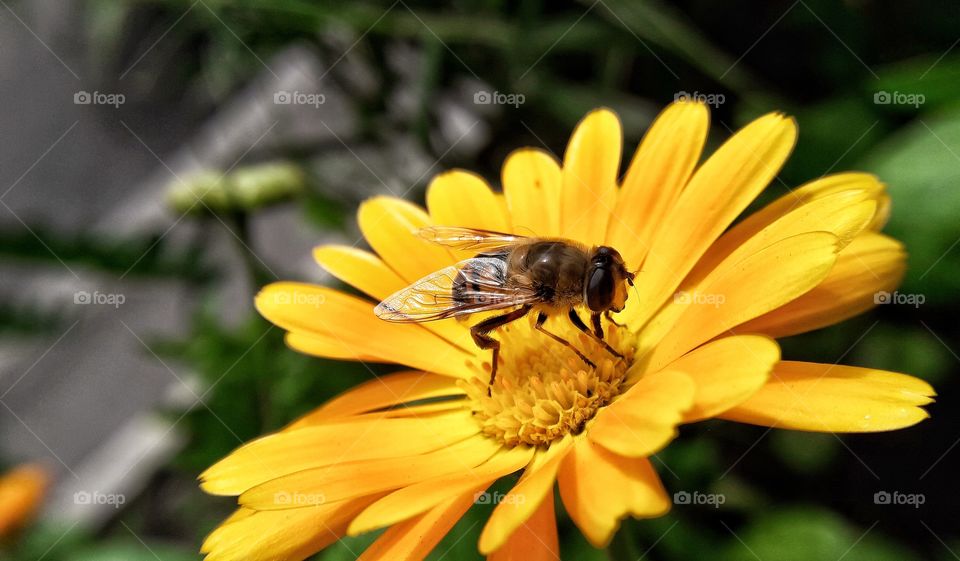 Nature, Bee, Flower, Insect, Summer