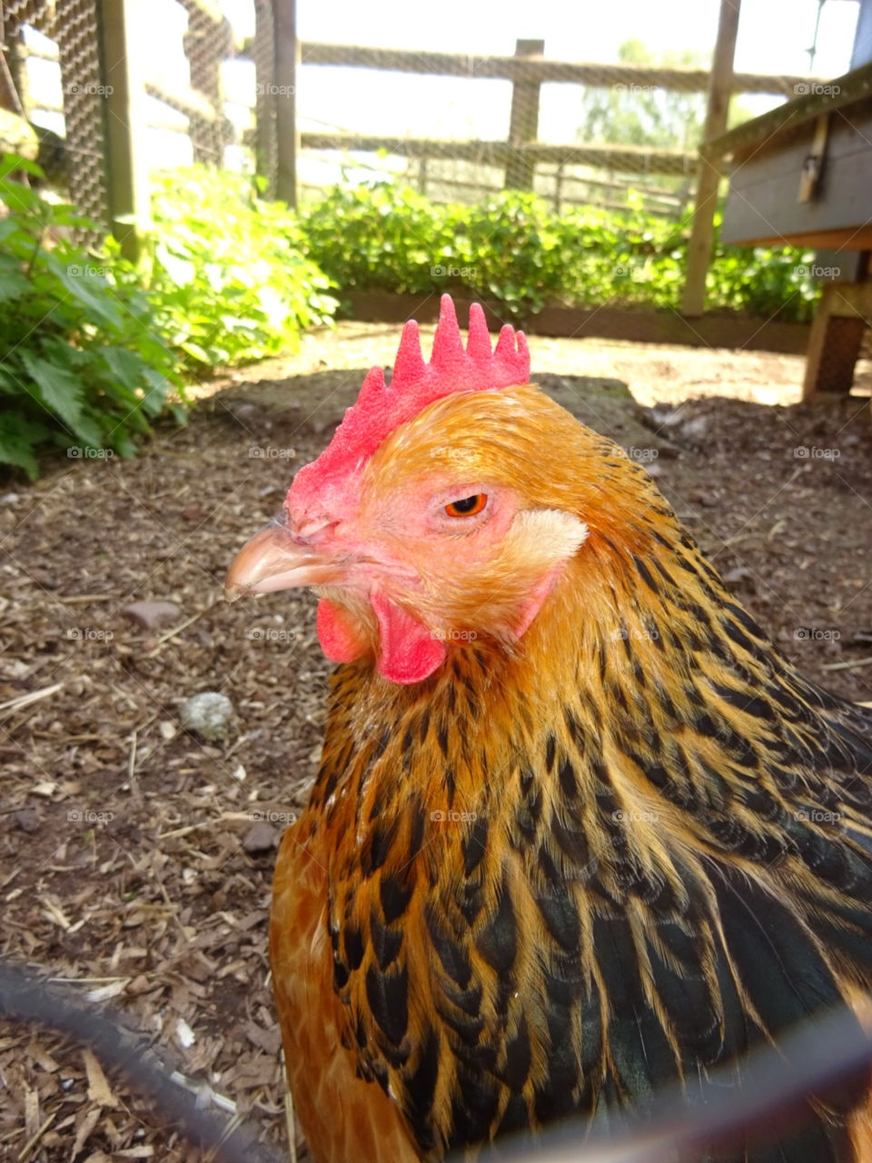 A Chicken posing for a photo