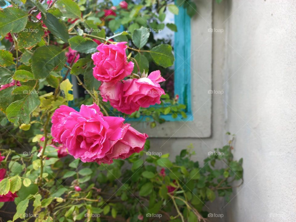 blooming roses by the window.