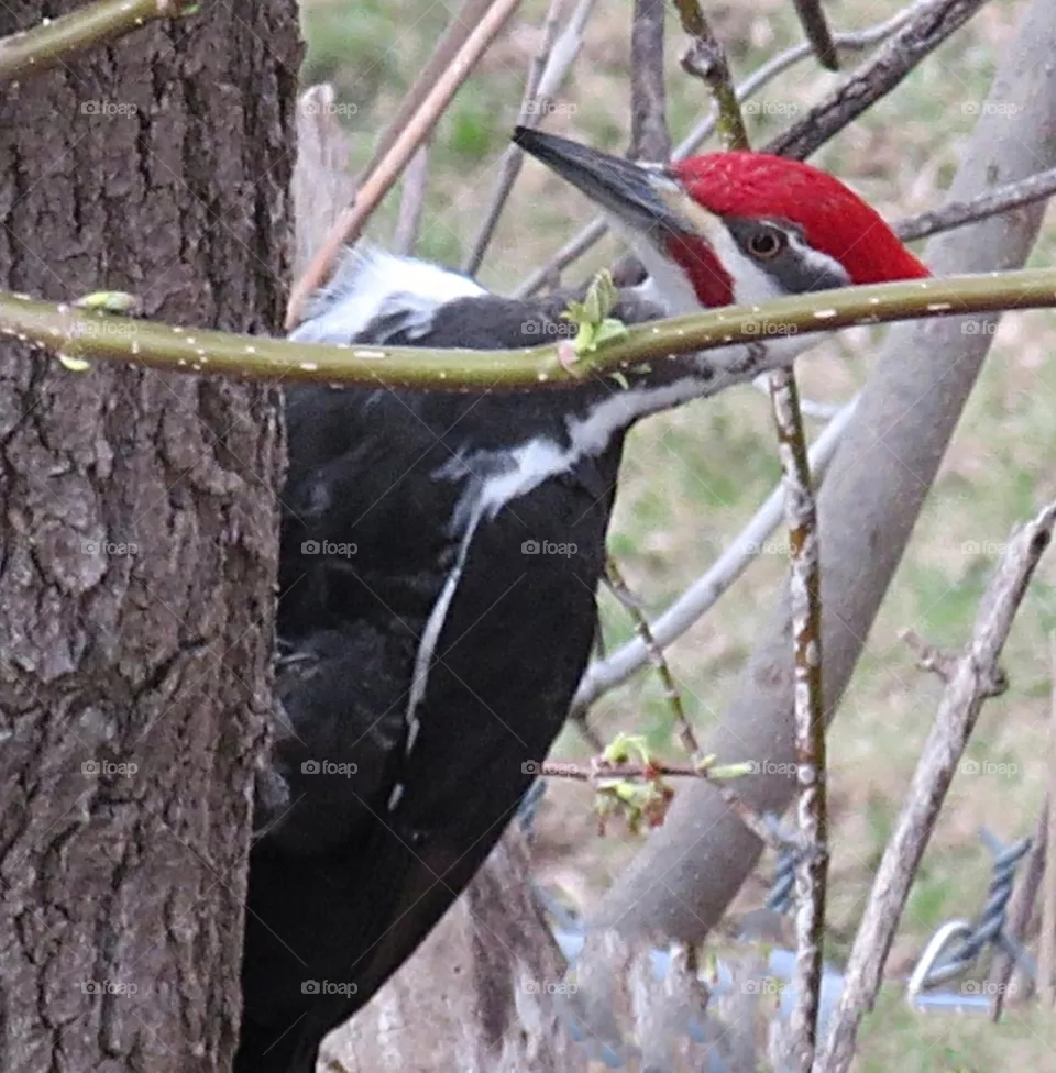 Pileated Woodpecker