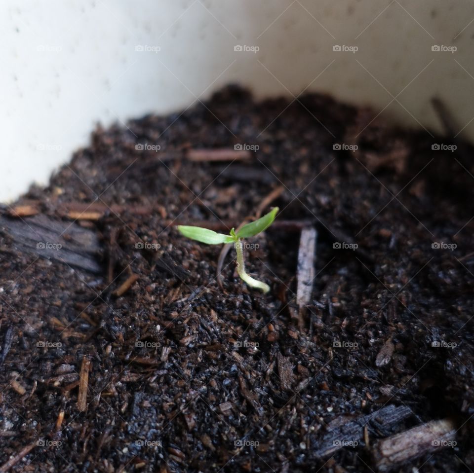 Tomato plant sprouted in a container.