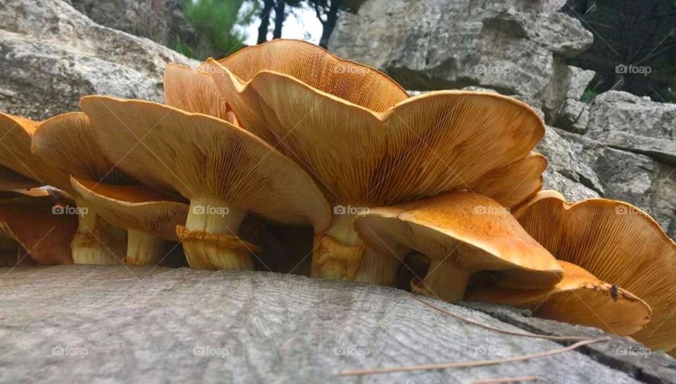 Funghi di montagna