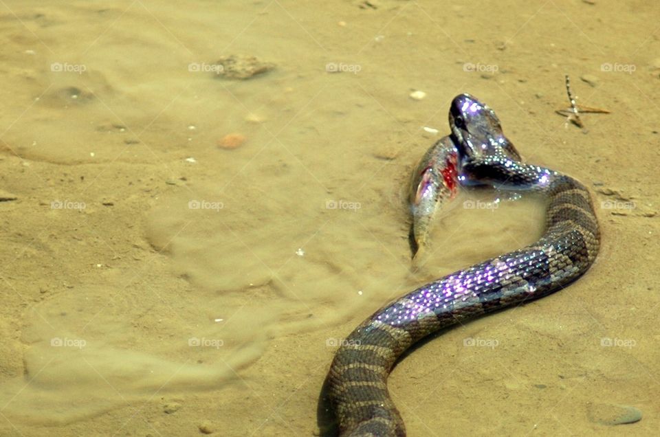 Snake eating a fish in brecksville, Ohio