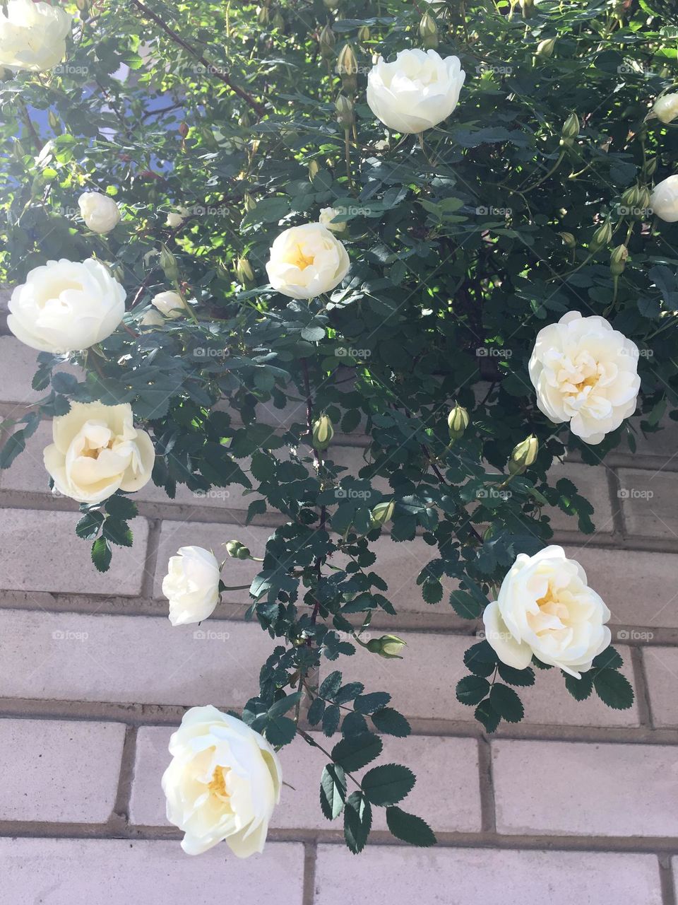 White roses