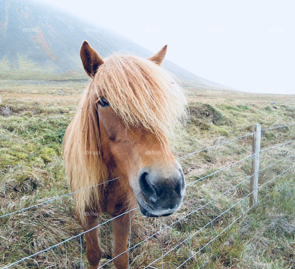 Icelandic horse in its natural habitat on a foggy day 