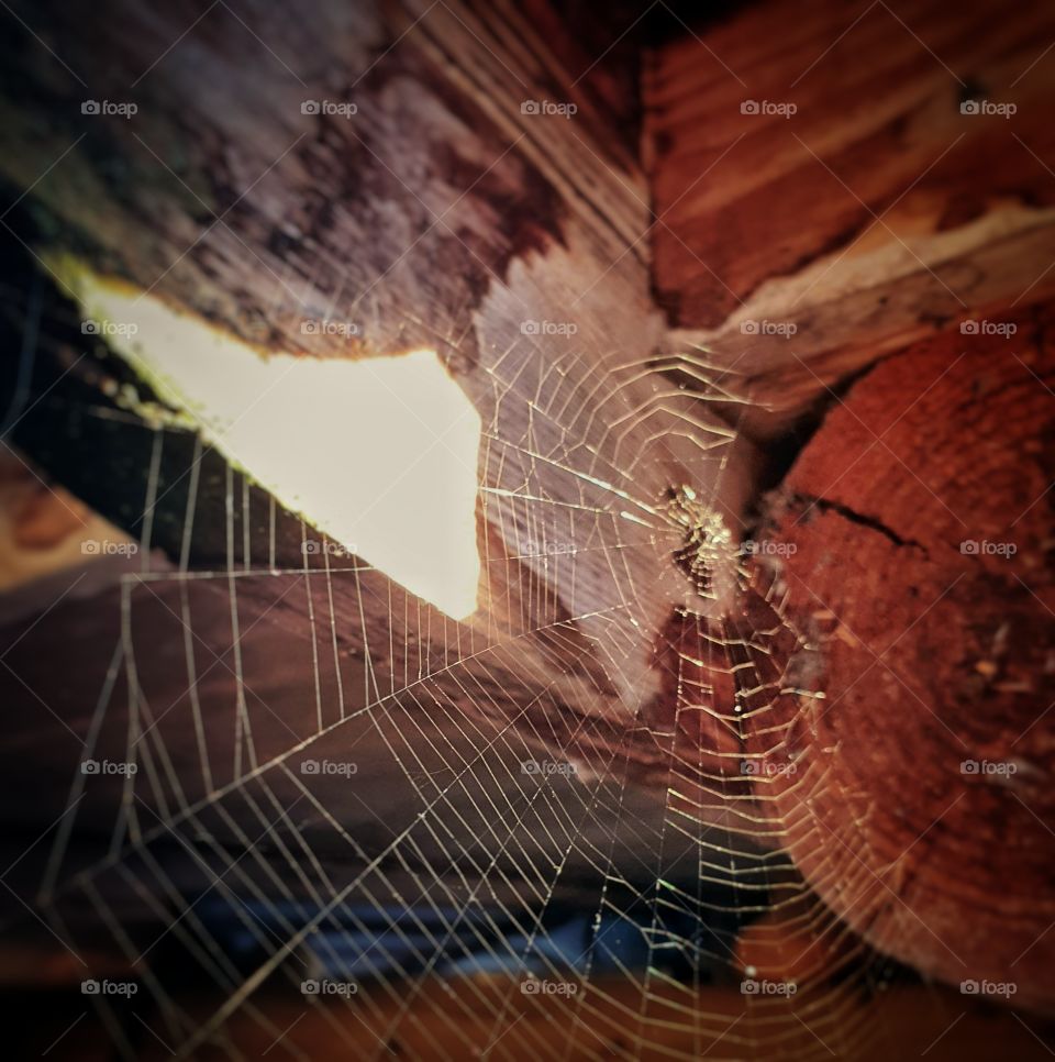 Spidermans Net