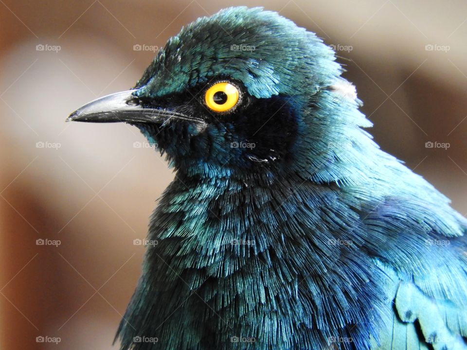Close-up portrait of a glossy starling taken at Kruger National Park in South Africa