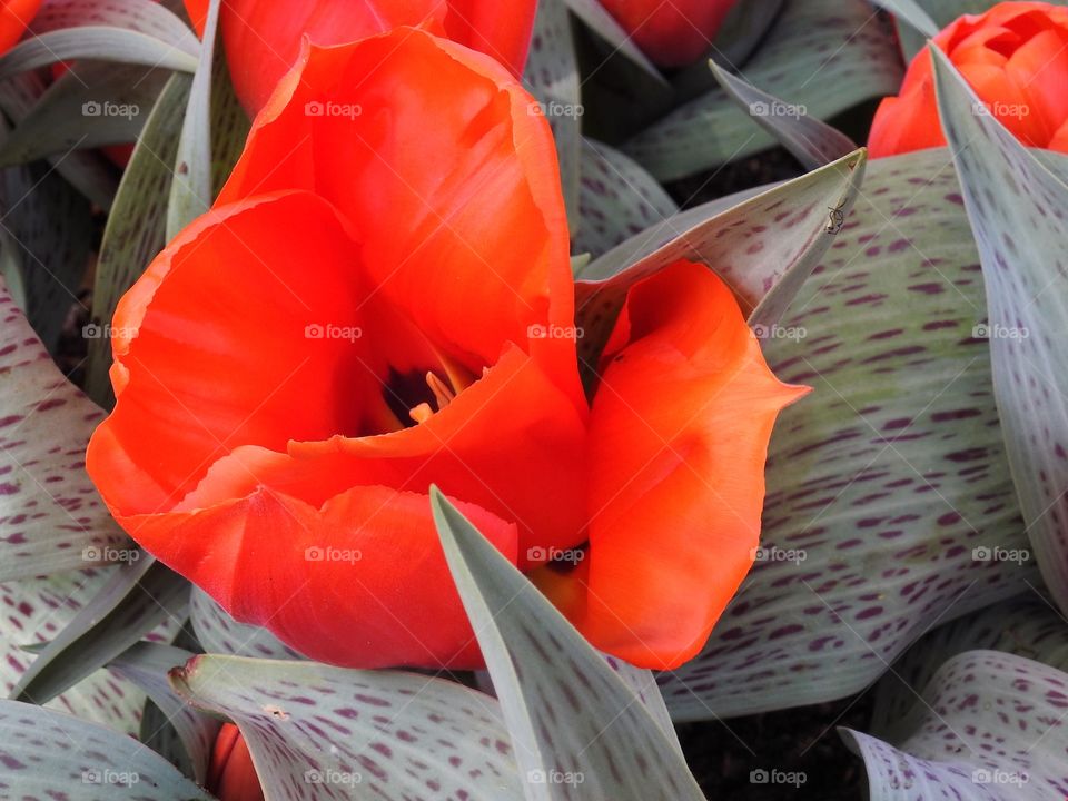 Red tulip