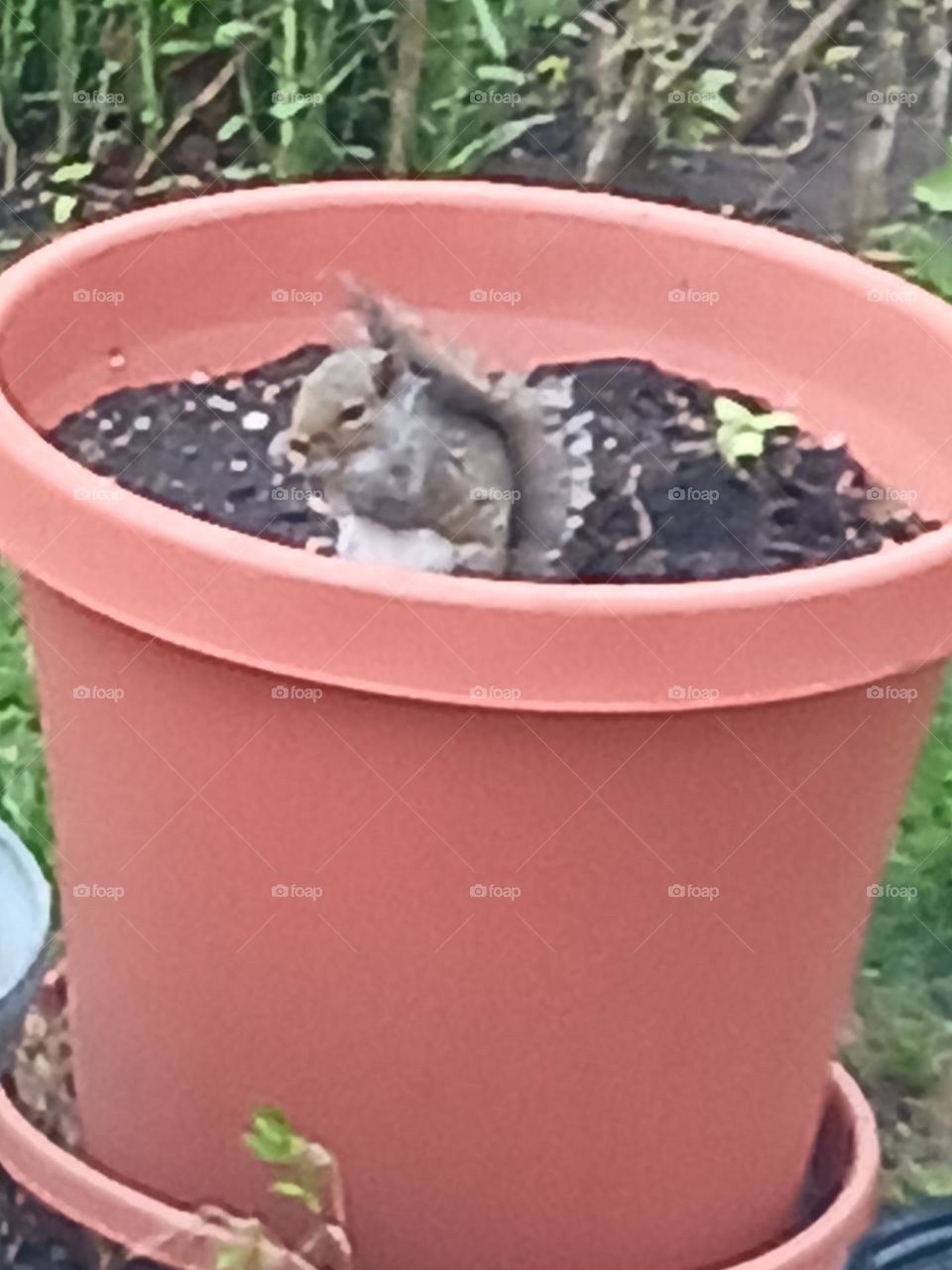 potted squirrel