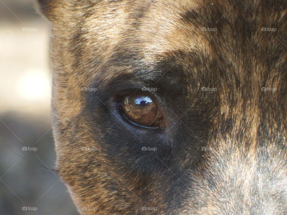 Close-up of our rescued dog.