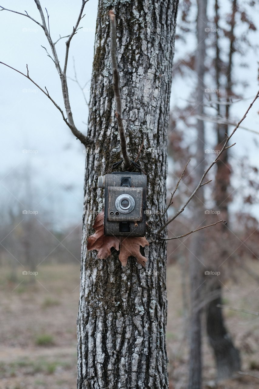 Tree on Camera