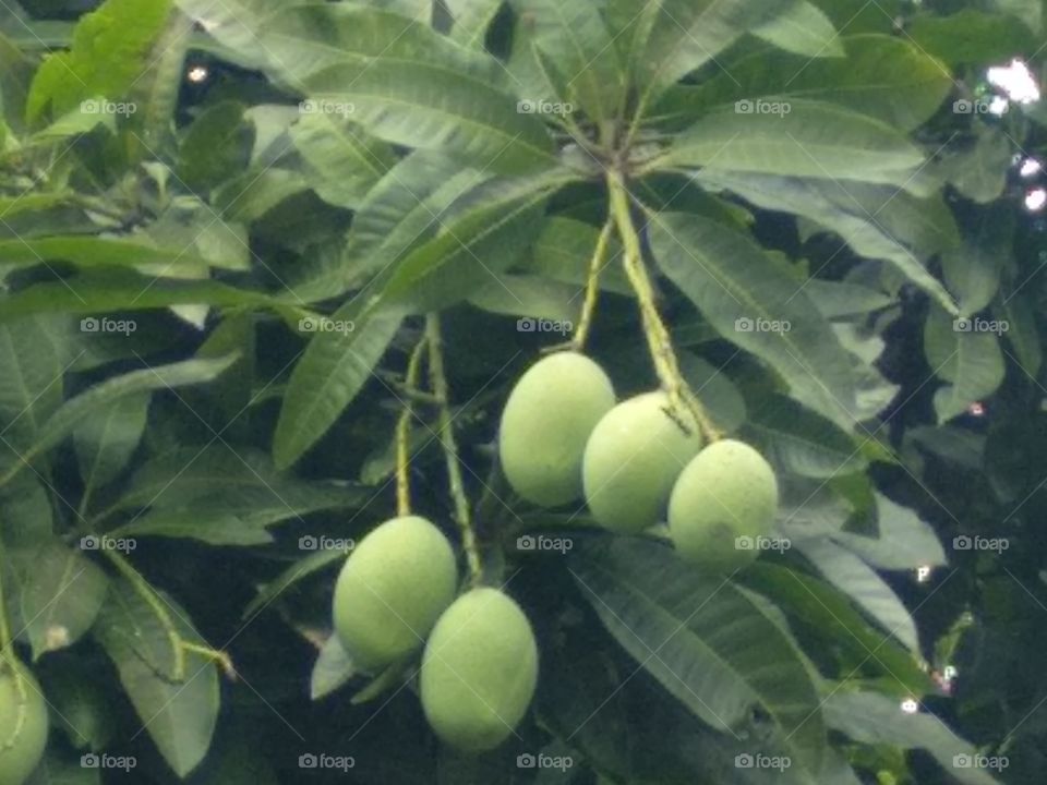 Mango Tree