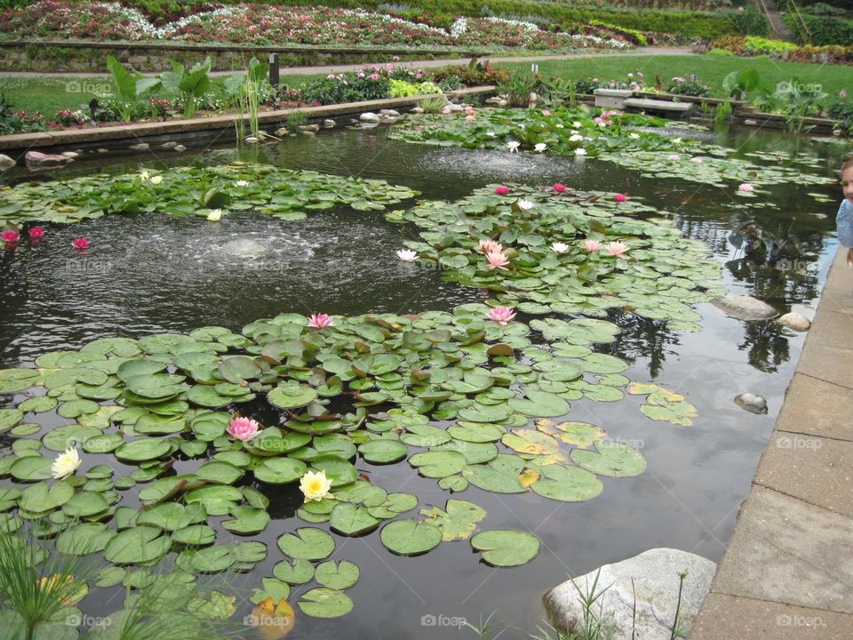 Long Koi Pond And Lotus
