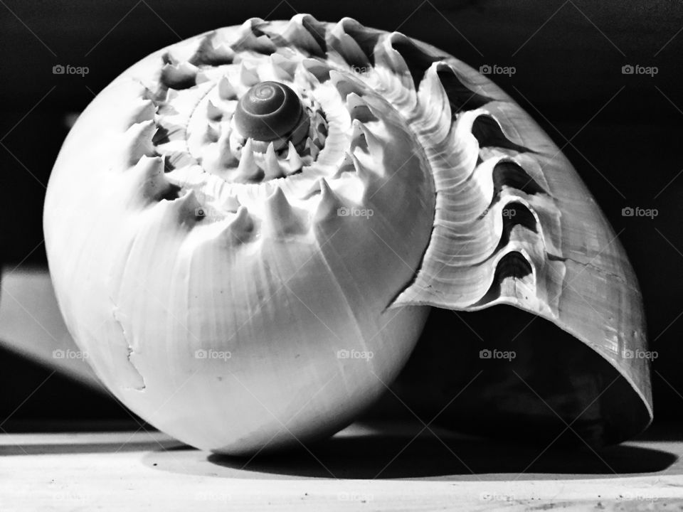 Seashell detail 