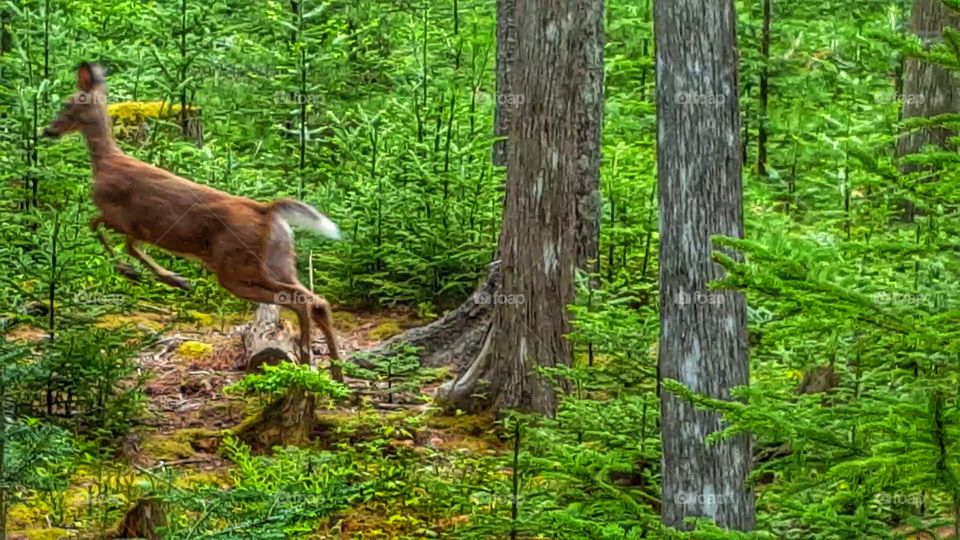 Dashing Deer