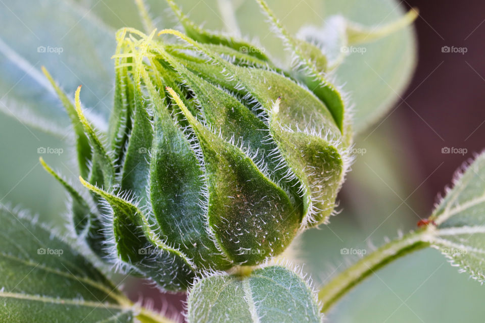 sunflower bud before blooming