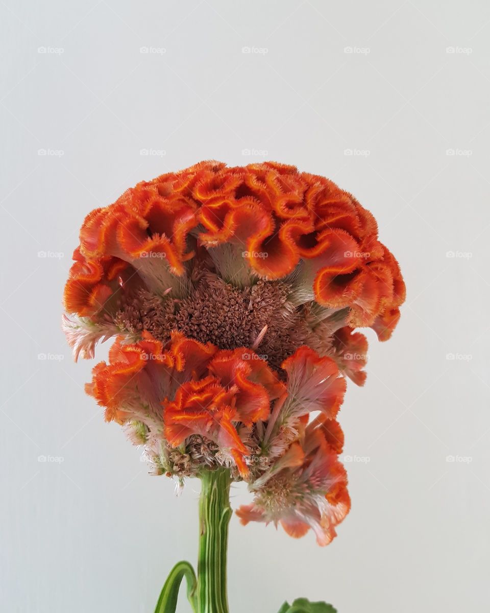 brain flower. cockscomb. wool flower.