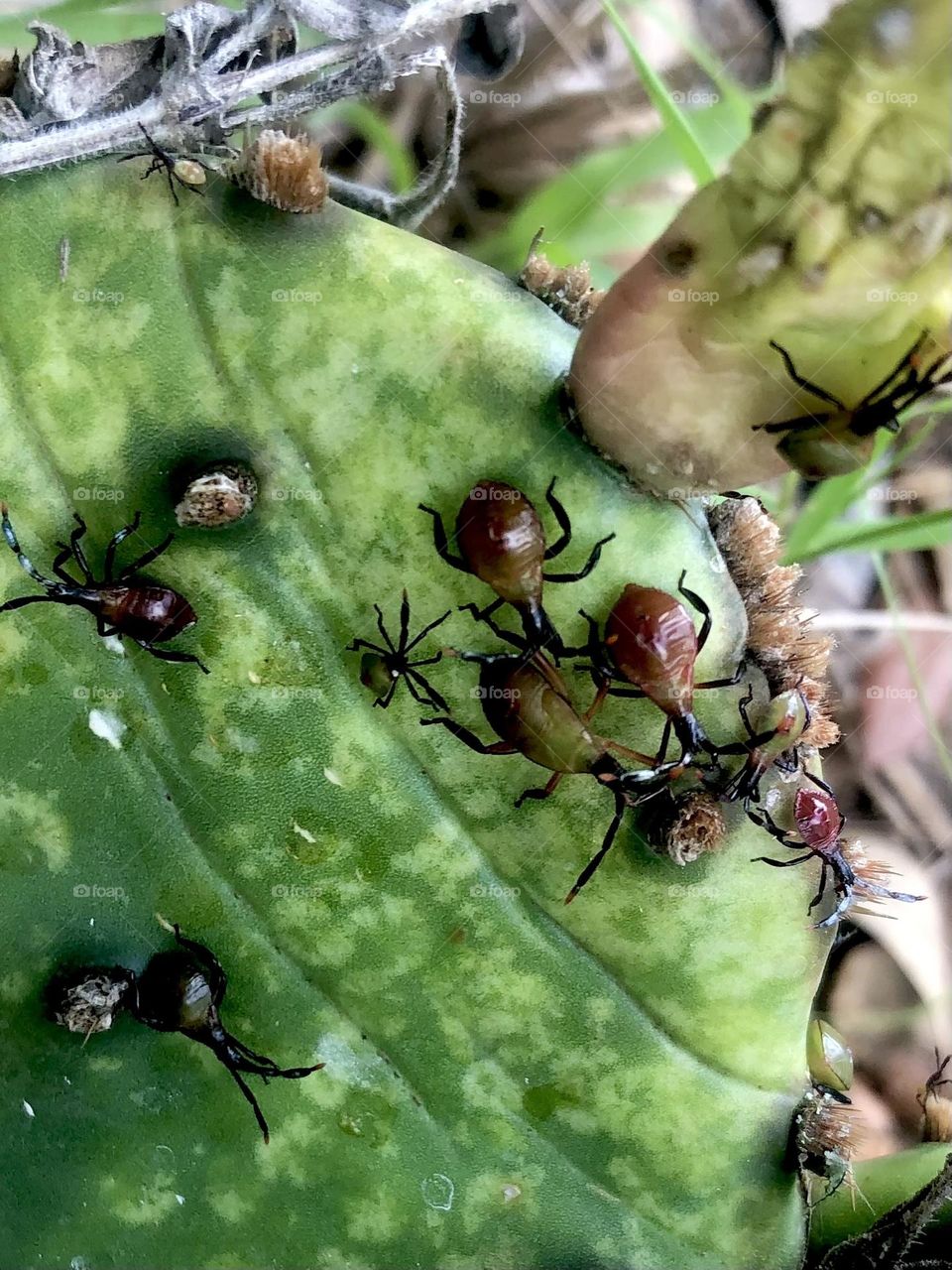 My little bug friends are back resting on a rotting cactus near the front yard 🌵