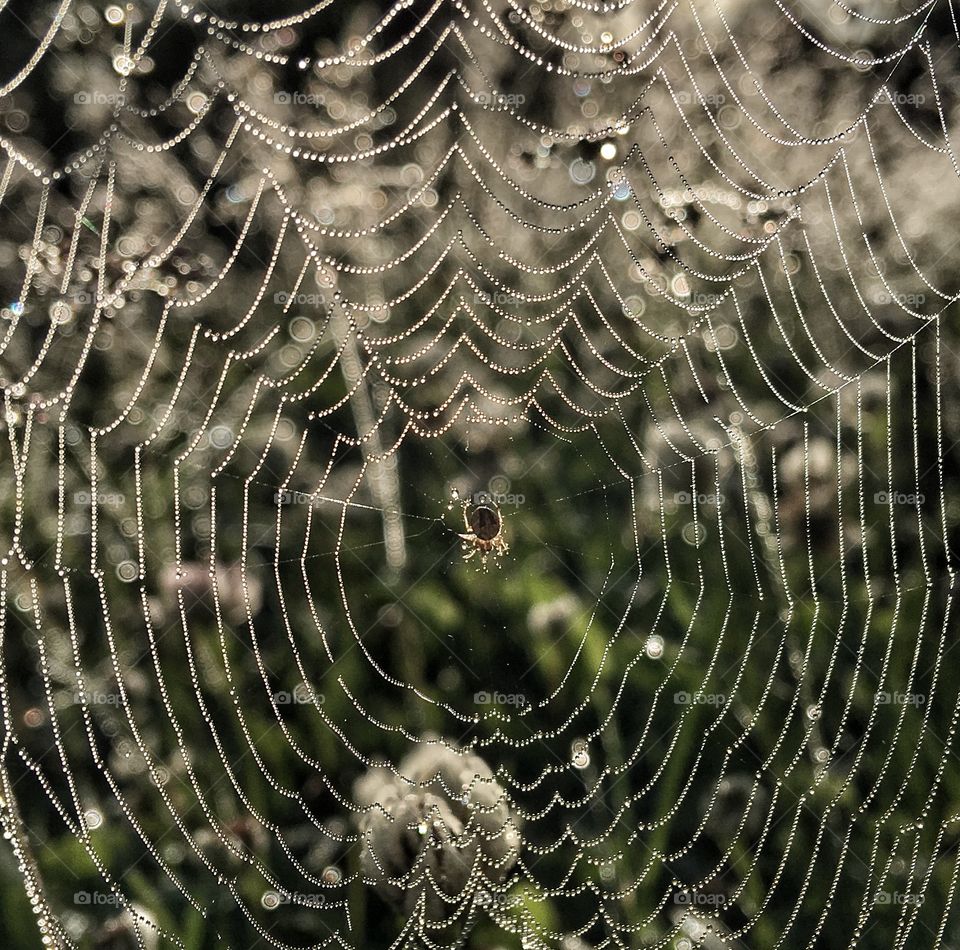 Full frame of wet spider web