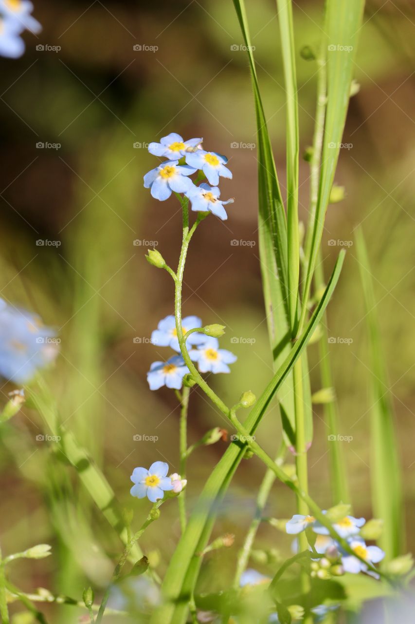 Blue Forget me nots flowers growing outdoors 