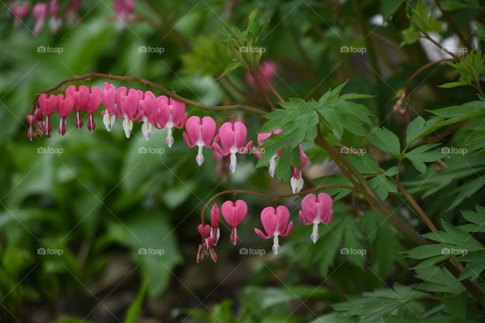 pink bleeding hearts shrub