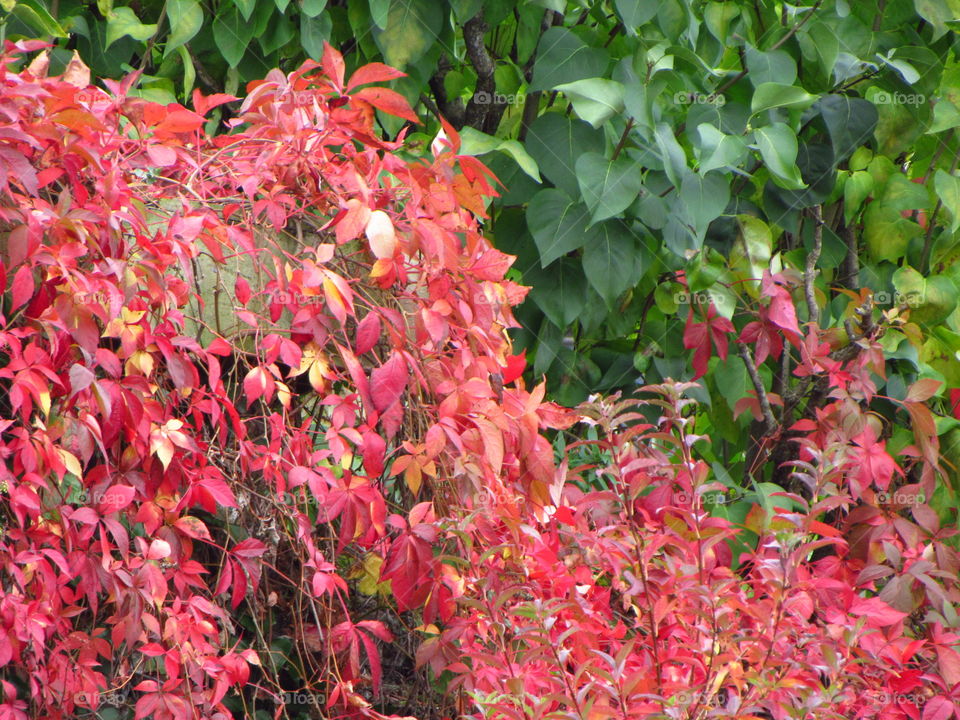 maple covered wall