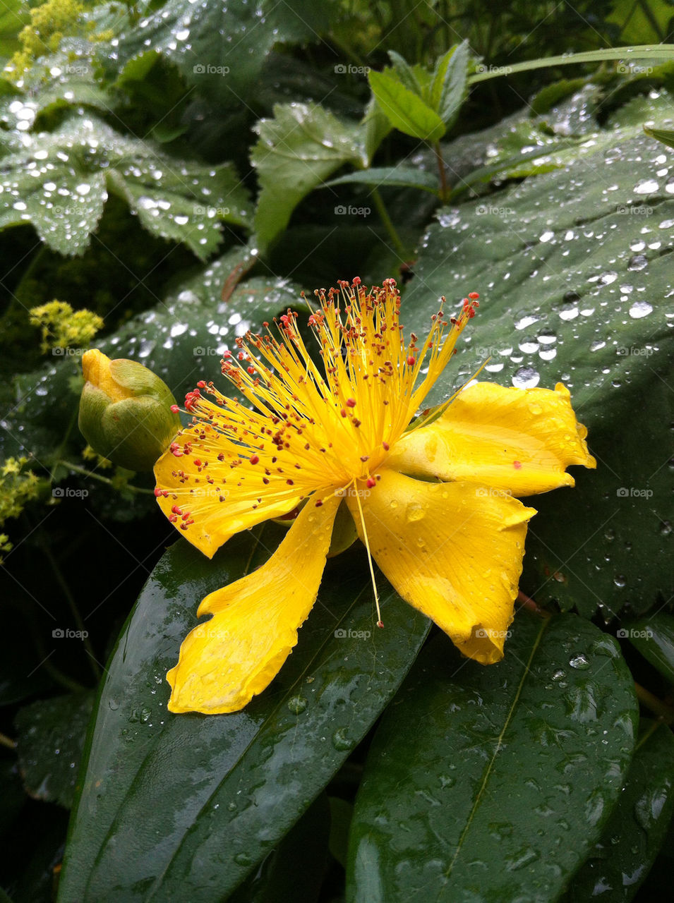 green garden yellow rain by chris7ben