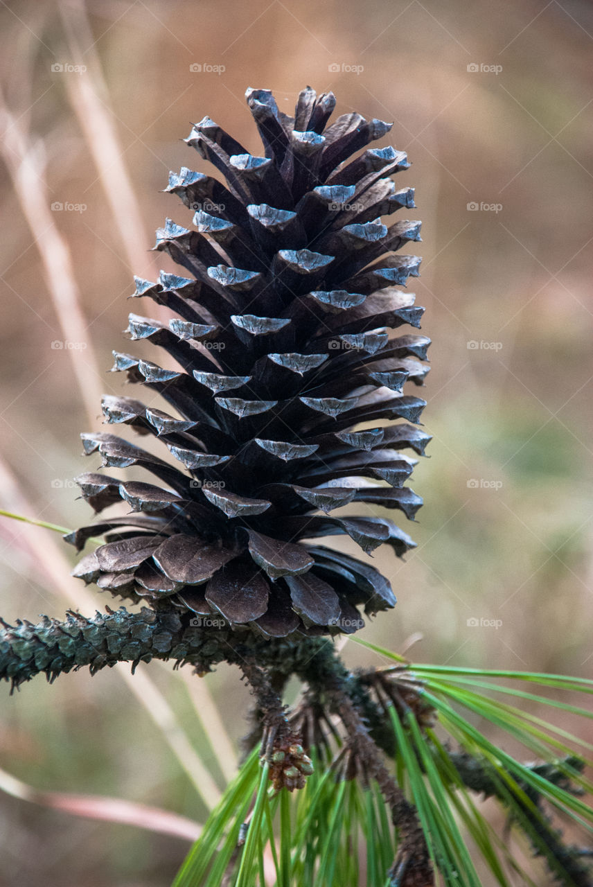 Close-up of pine cone