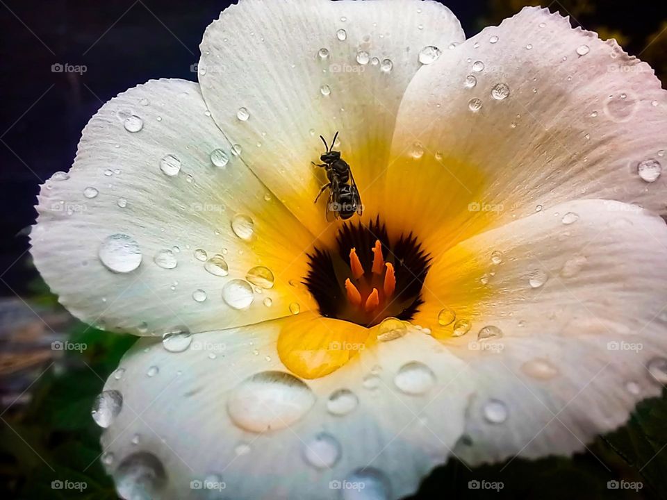 Honey bees that perch on dewy flowers