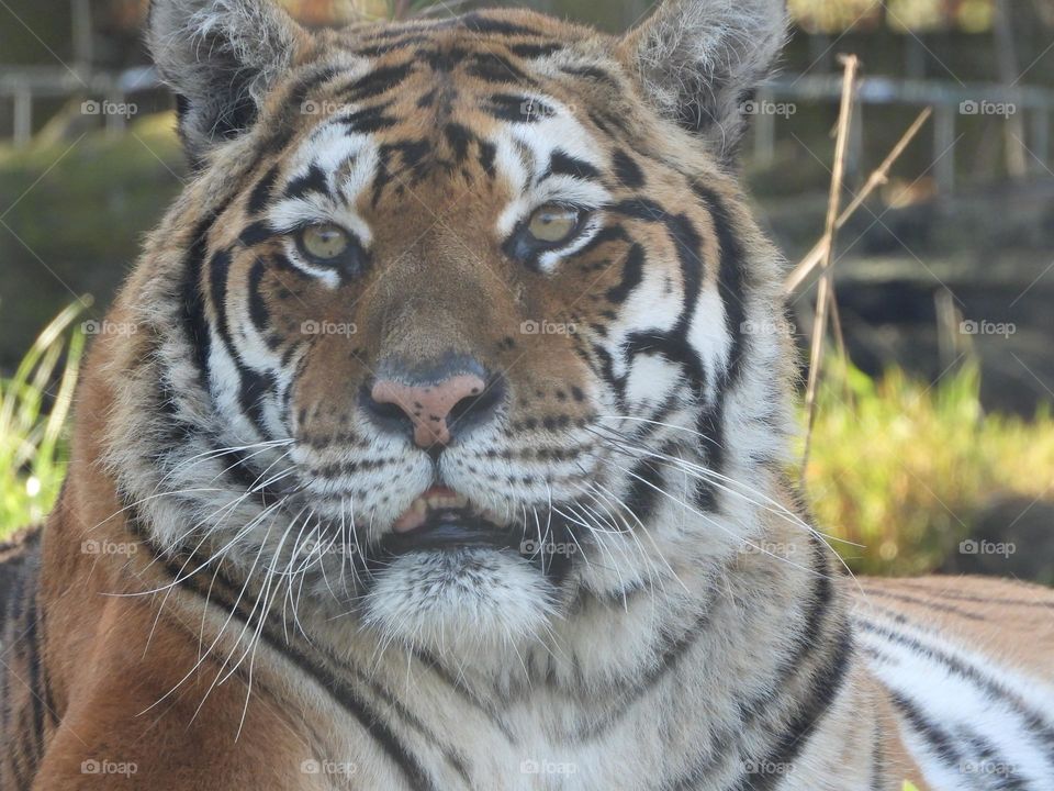 A close up of a tiger