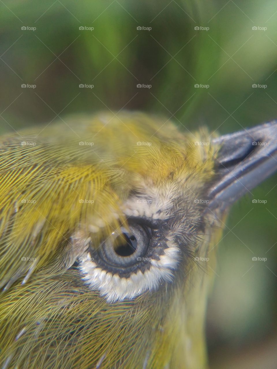 Extreme close-up of bird