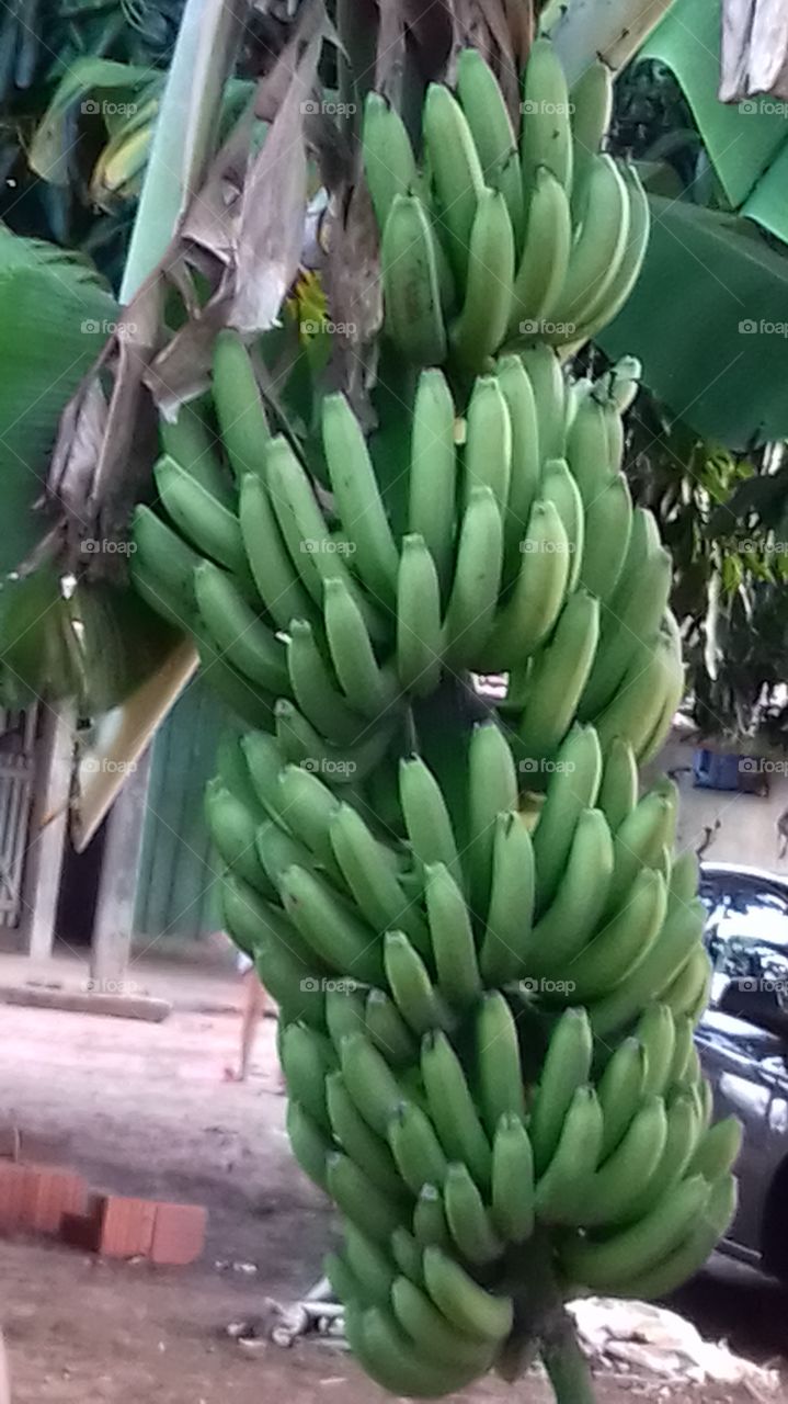 cacho de banana e verde